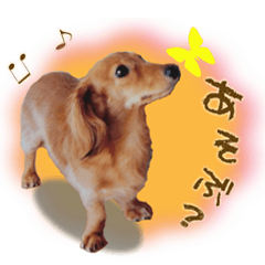 [LINEスタンプ] ダックス犬 写真 ここわん5 日常会話編