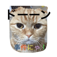 [LINEスタンプ] スコティッシュ猫 コタンプ