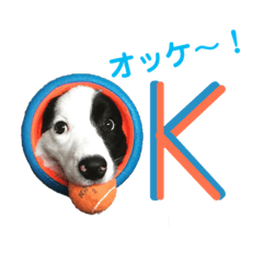 [LINEスタンプ] ボーダーコリーパクチー
