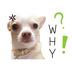 [LINEスタンプ] Dog Chihuahua