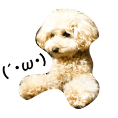 [LINEスタンプ] トイプードル犬のティムちゃん