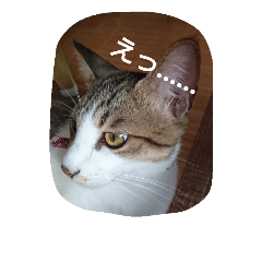 [LINEスタンプ] Hoshikunaru neko stamp