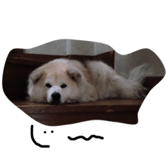 [LINEスタンプ] けれど空は犬