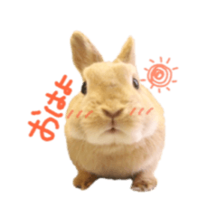 [LINEスタンプ] うさぎのエル