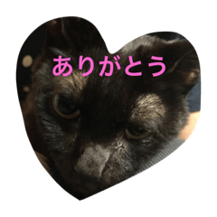 [LINEスタンプ] 黒猫ハチワレ(てきとー)