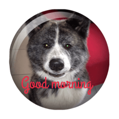 [LINEスタンプ] 秋田犬 慎ちゃん