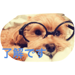 [LINEスタンプ] マルプーmoreの気持ちスタンプ