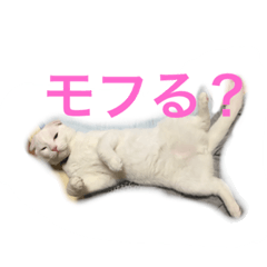 [LINEスタンプ] 新 ニャルソック防衛隊ミミオレ部隊
