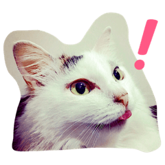 [LINEスタンプ] uchinoko's stamp