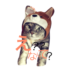 [LINEスタンプ] ちゃんむぎ！1