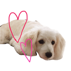 [LINEスタンプ] チワックスのぱふちゃんぬ