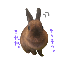 [LINEスタンプ] ピスピスくるみのモフモフな毎日