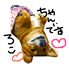 [LINEスタンプ] ロコちゃんです