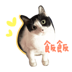 [LINEスタンプ] Old Lady is a Cat