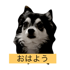 [LINEスタンプ] ちょことあずさ