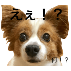 [LINEスタンプ] パピヨンの抹茶だけの日常会話