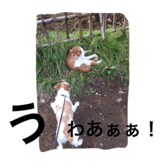 [LINEスタンプ] ジャックラッセルテリアちゅらスタンプ