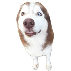 [LINEスタンプ] Dolce BaoBao The Husky