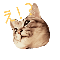[LINEスタンプ] サバトラねこのひなちゃん