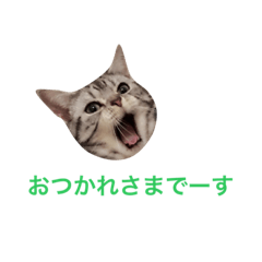 [LINEスタンプ] ねこのうめぼし。