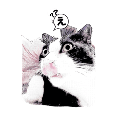 [LINEスタンプ] cat comic 