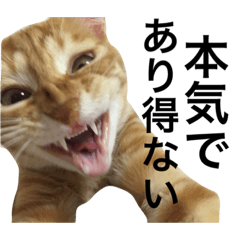 [LINEスタンプ] ねこたちのブラック会話