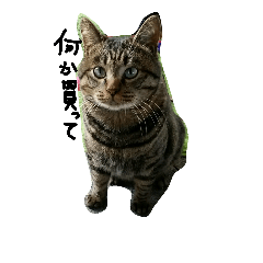[LINEスタンプ] ねこが色々