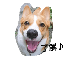 [LINEスタンプ] hikomaru_corgi