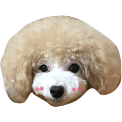 [LINEスタンプ] トイプードルるるちゃん、ちょこくん