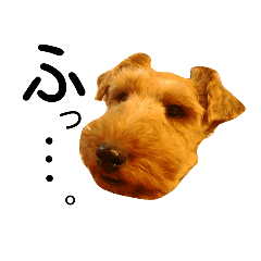 [LINEスタンプ] terrier