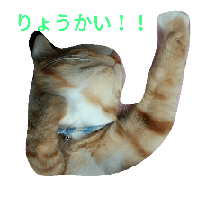 [LINEスタンプ] 茶とらとみけねこスタンプ