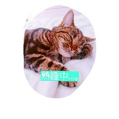 [LINEスタンプ] ネコと。