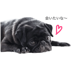 [LINEスタンプ] 黒パグあんこさん
