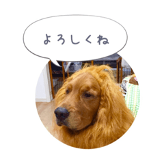 [LINEスタンプ] ゴールデンレトリバーJB君の日常
