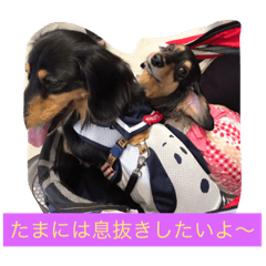 [LINEスタンプ] ミニチュアダックス0714