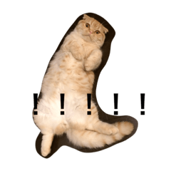 [LINEスタンプ] うちの猫。1