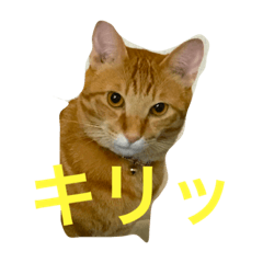 [LINEスタンプ] 愛猫マロンくんスタンプ