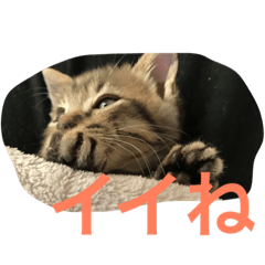 [LINEスタンプ] ねこねこ猫 1