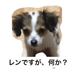[LINEスタンプ] コーイケルレン