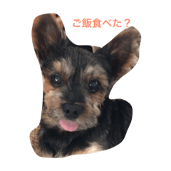 [LINEスタンプ] おしゃべりヨーキー
