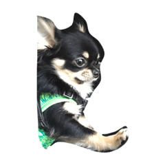 [LINEスタンプ] ちわわんほわいとぶらっく