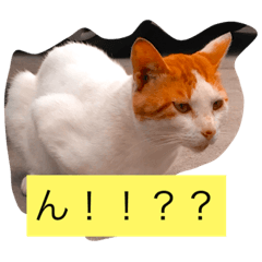 [LINEスタンプ] 大阪弁の猫たち