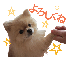 [LINEスタンプ] ポメラニアンの桃花