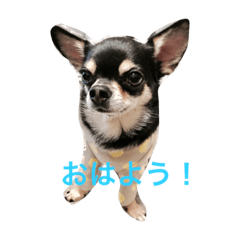 [LINEスタンプ] tacachipu