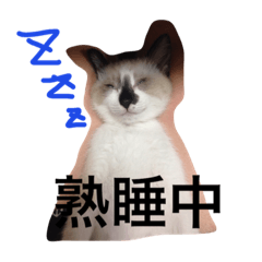 [LINEスタンプ] うちの姫ねっこ