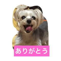 [LINEスタンプ] しずちゃんと いっしょ2