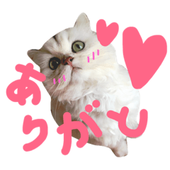 [LINEスタンプ] 白猫日常スタンプ♡カリン