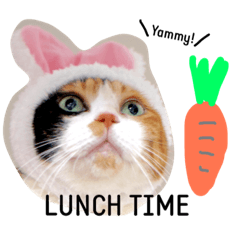 [LINEスタンプ] 三毛猫ハルちゃん③