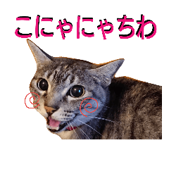[LINEスタンプ] ネコのひなちゃん