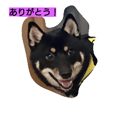 [LINEスタンプ] 黒柴犬 虎次郎(こじろう)の気持ち！